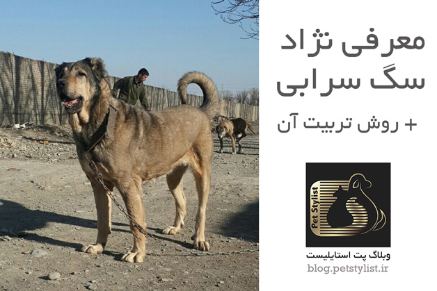 معرفی نژاد سگ سرابی و روش تربیت آن ها